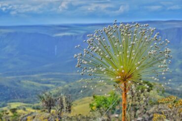 Serra da Canastra: Um Paraíso Natural que Encanta, Surpreende e Faz Voltar